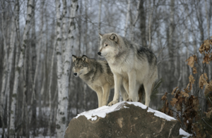 Wildlife Commission mulls 'nighttime aids' for use against wolves
