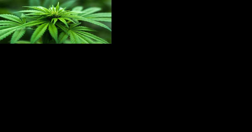 Weiser urges feds to reclassify marijuana from Schedule I to Schedule III - Vimarsana News