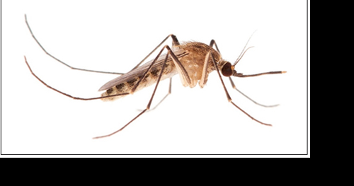 Delta County confirms positive West Nile virus mosquito samples - Vimarsana News
