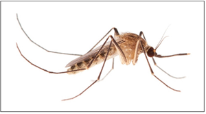 County issues West Nile virus reminder as first human case of season reported