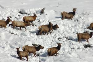 State wildlife area closures protect big game