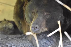 Volunteers needed for new Bear Aware Group in Cedaredge, North Fork Valley