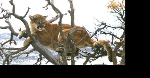 26 More People Come Forward With Mountain Lion Sightings in NJ