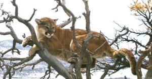 Mountain lion injures man in hot tub
