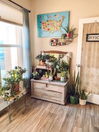 Tips for happy, healthy houseplants
