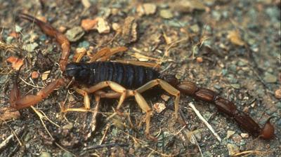 a striped bark scorpion