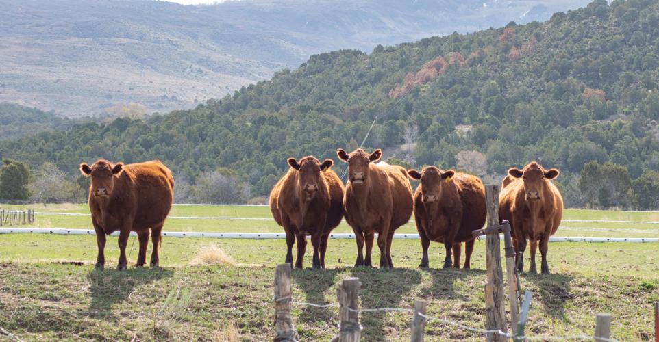 Catlin, Coram sponsor bill to protect rancher water Local News