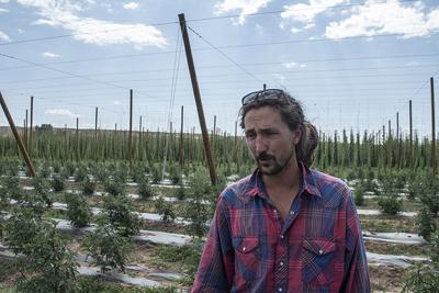 Hemp Industry Booming In Western Colorado Local News Stories Montrosepress Com
