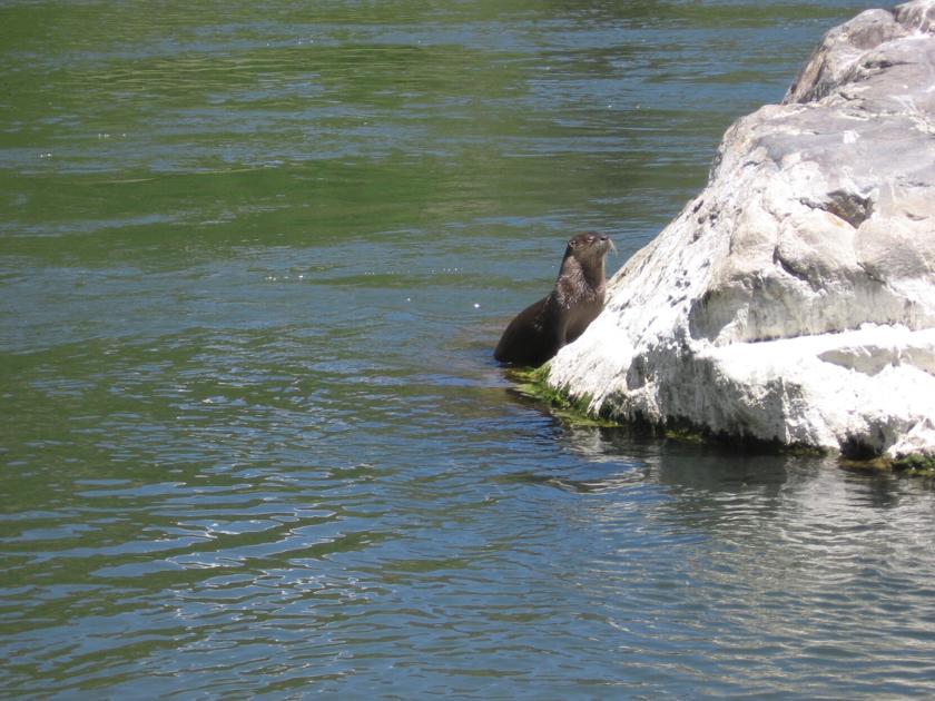 COLUMN: You 'otter' go with the flow | Outdoors - Montrose Daily Press