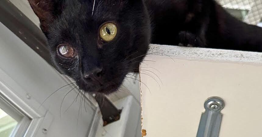 PETS: Is your cat in pain?