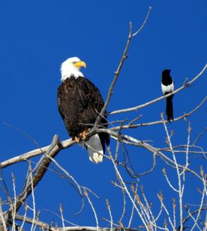 Winter birding in the Grand Valley