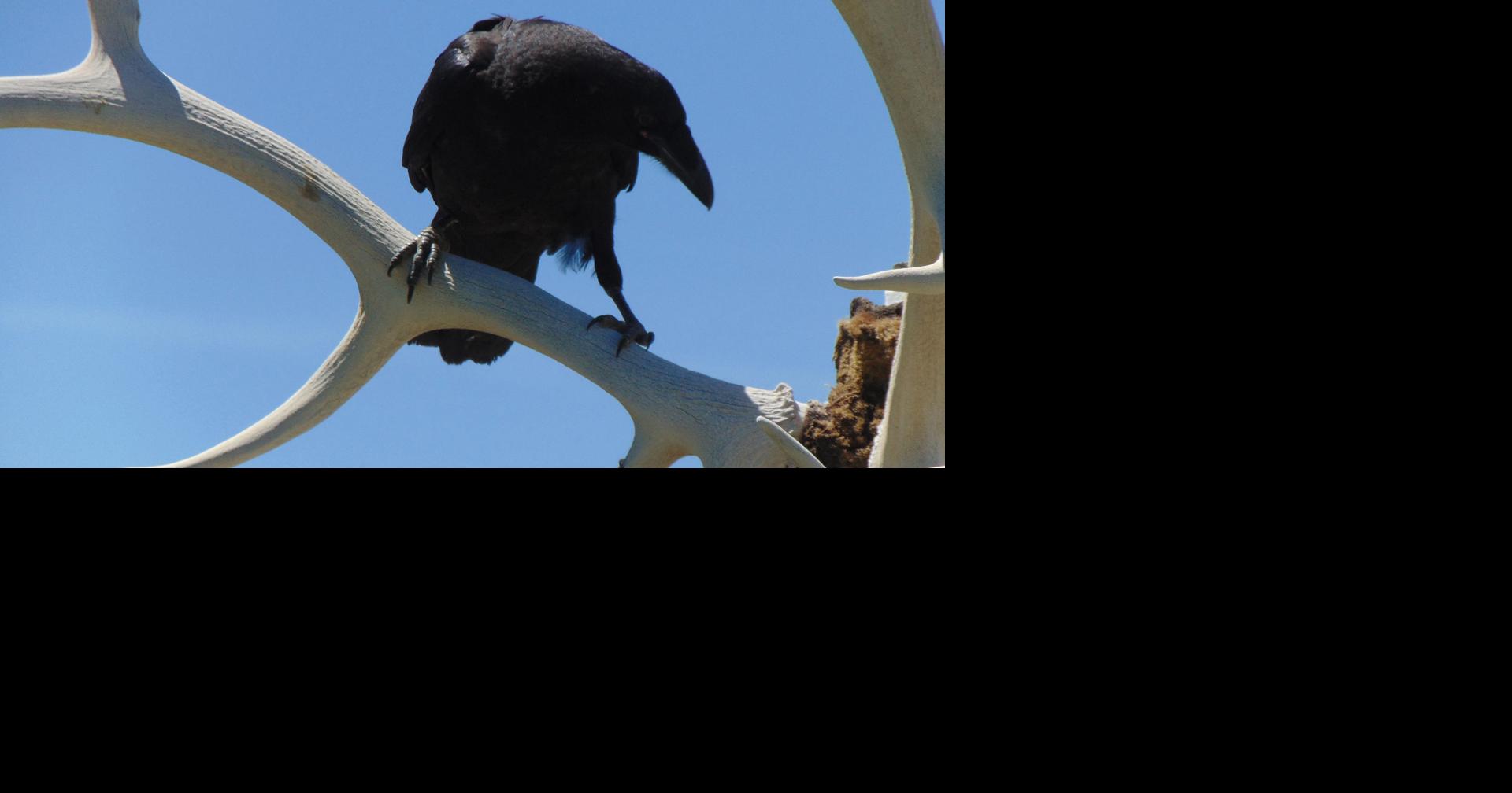 Ravens carry many spiritual meanings | Outdoors | montrosepress.com