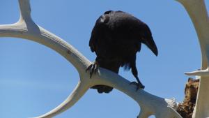 Ravens carry many spiritual meanings