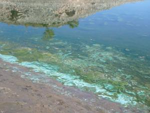 Cautions issued after toxic algae found in area lakes
