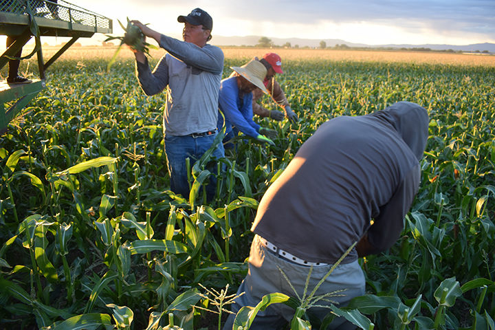 The 34th year of the “Olathe sweet” sweet corn harvest is underway ...