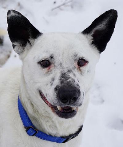 PET COLUMN: Happy Tails need help