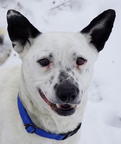 PET COLUMN: Happy Tails need help