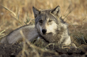CPW confirms calf killed by wolf in Grand County