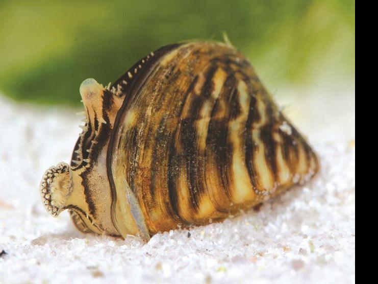 Zebra mussels found in aquarium product, CPW requests removal