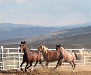 For the horses, a sanctuary — Spirit Wind Horse Rescue in Crawford gives horses a home