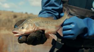 Documentary details native fish species protection efforts