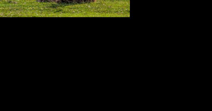 OUTDOORS: Pere David's Deer | Local News Stories - Vimarsana News