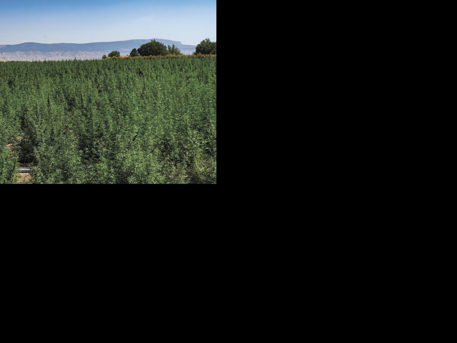 Catching up on Colorado hemp rules | Agriculture ...