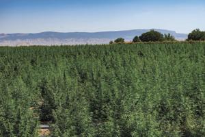 Hemp 'boom' thrown into question