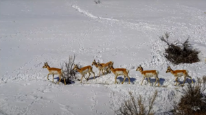 Hunting license demand here could grow after historic cuts in NW region due to extreme winter