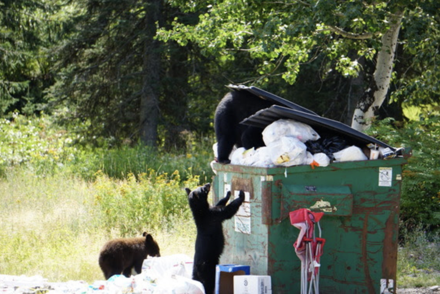 Bear killings skyrocket as garbage, bird feeders draw them into ...