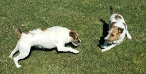 Is the bark worse than the bite? County considering adding a barking dog ordinance and other changes to canine rules