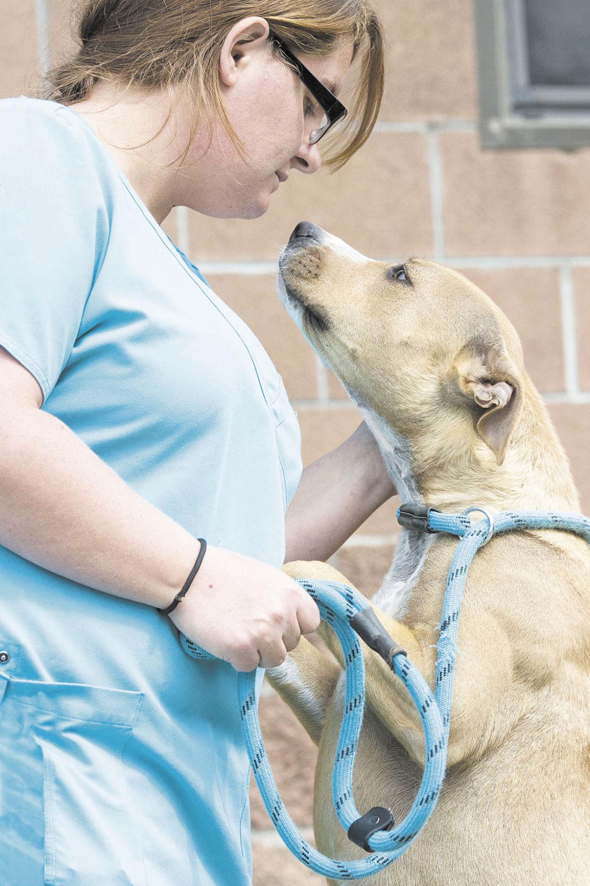 Lots of stuff going on at the animal shelter Opinion