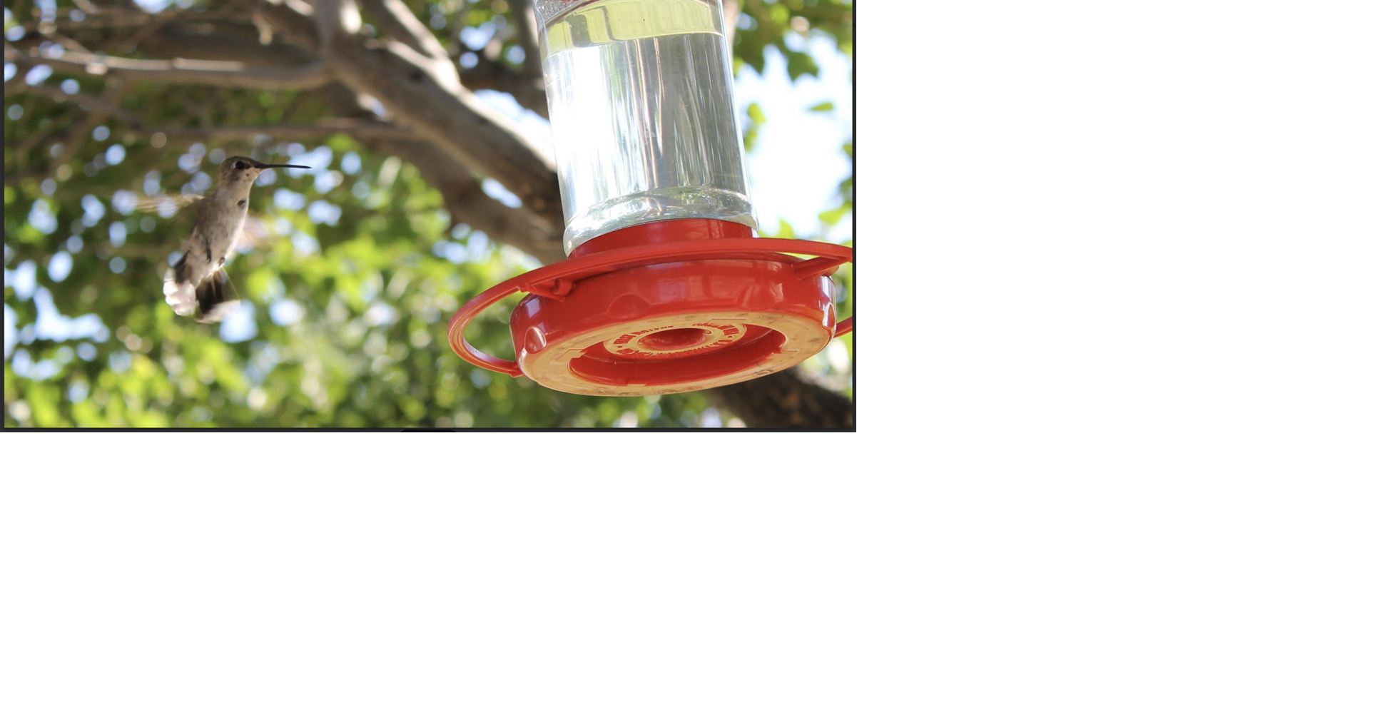 TIPS FROM THE POSSE: Return of the hummingbirds