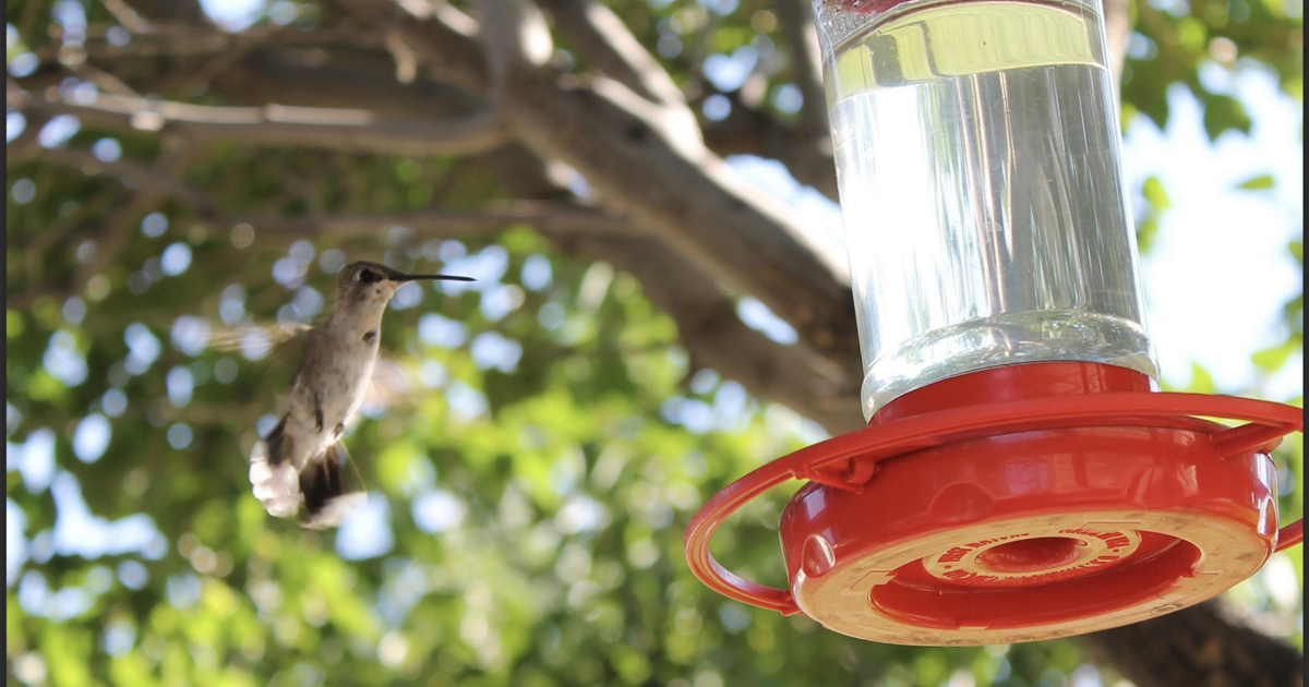 TIPS FROM THE POSSE: Return of the hummingbirds