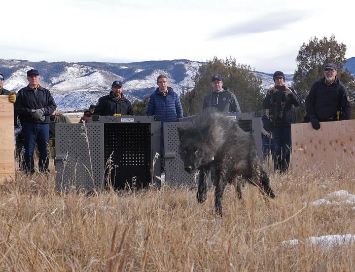 'Historic day' as CPW begins gray wolf releases