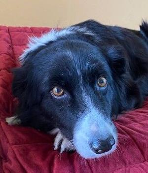 Getting to know Second Chance's latest staff addition