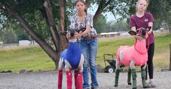 Efforts underway to help 4-H family recover from devastating barn fire ...