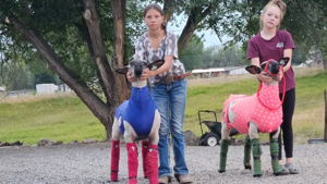 Efforts underway to help 4-H family recover from devastating barn fire