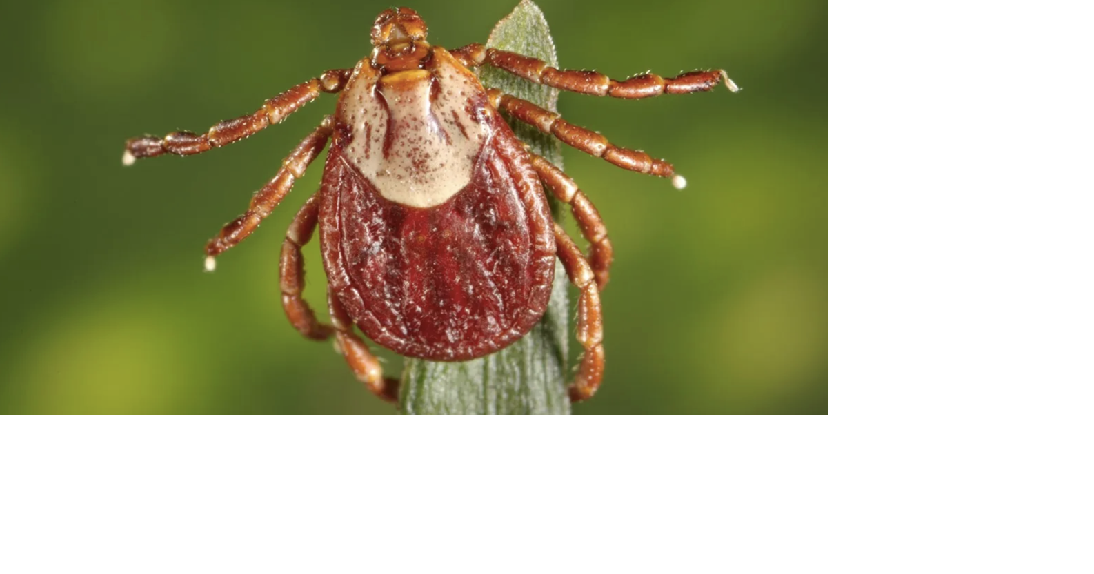 This might tick you off: It’s going to be a big year for your least-favorite bloodsuckers; Time to study up on tick-borne illnesses in Colorado and how to avoid them