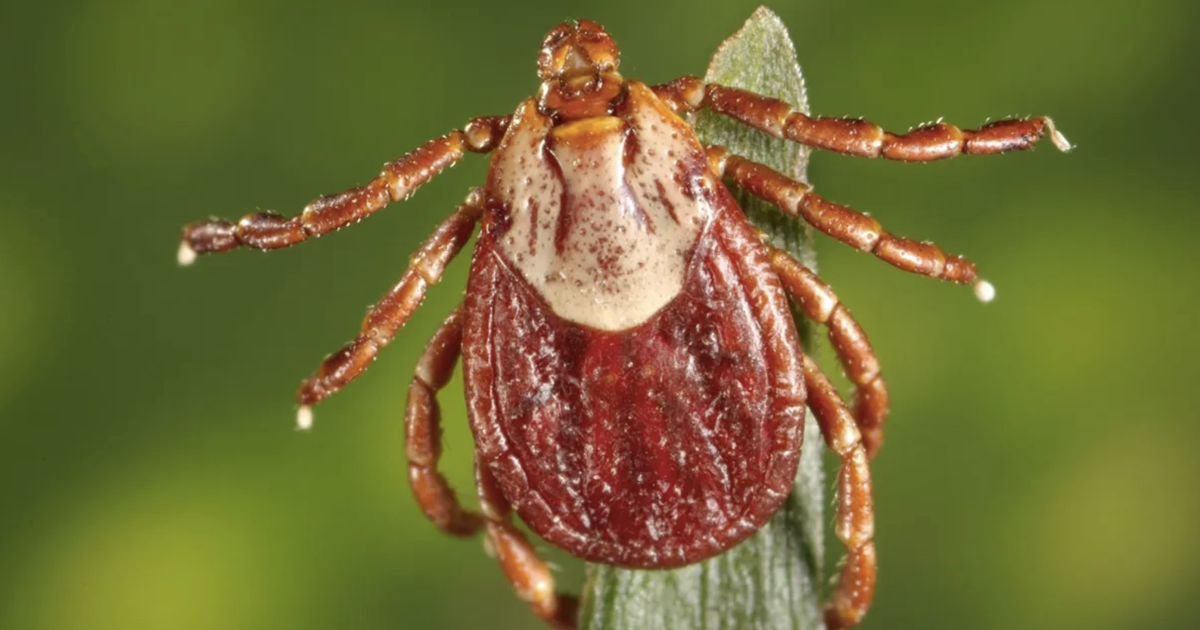 This might tick you off: It’s going to be a big year for your least-favorite bloodsuckers; Time to study up on tick-borne illnesses in Colorado and how to avoid them