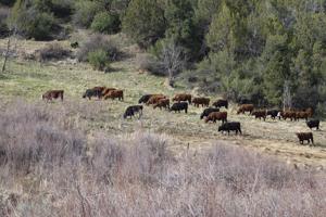 Western Slope cattle count headed down