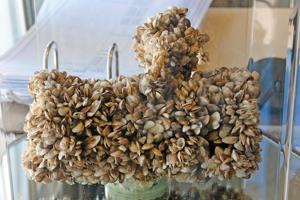 CPW reminds boaters: Mussels inspections mandatory