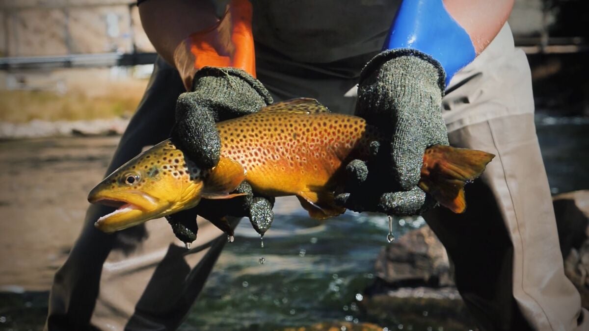 Gunnison river 2025 gold medal waters