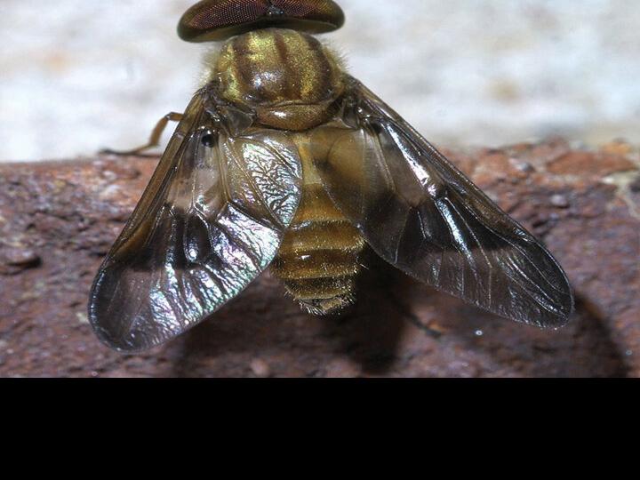 Biting Beasts From Hades Dealing With Deer Flies In Colorado Outdoors Montrosepress Com