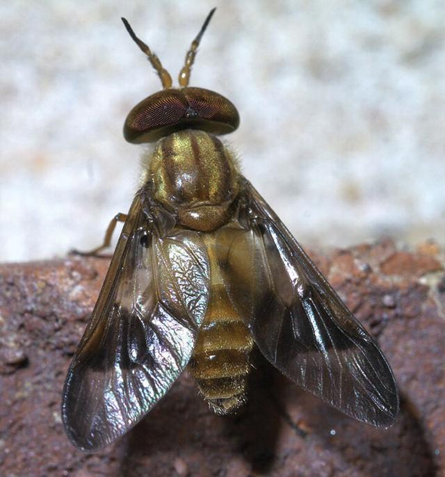 Biting beasts from Hades Dealing with Deer flies in Colorado