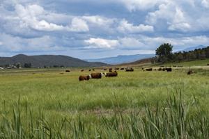 Dueling Senate bills look to fix cattle market