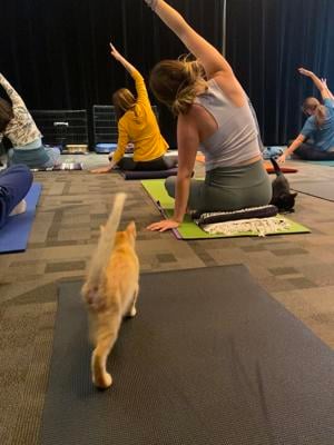 THE PURR-FECT COMBO: Library's upcoming kitten yoga promotes wellness, cat adoptions