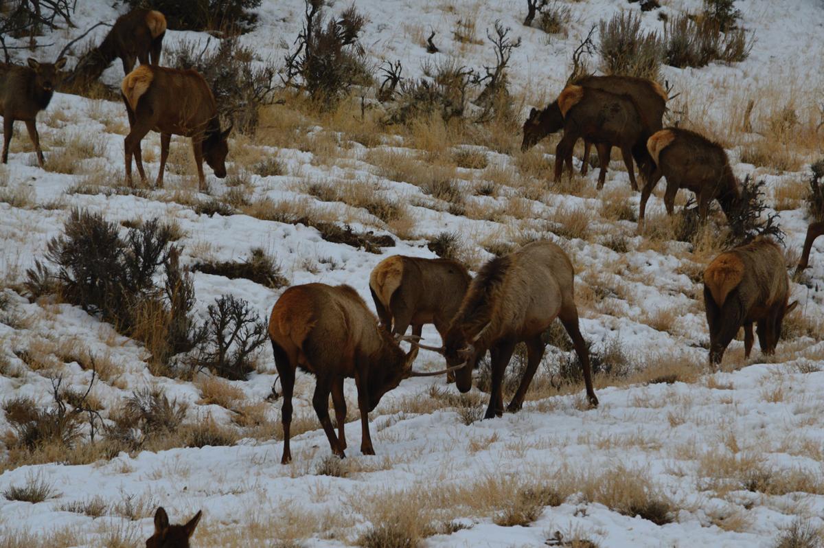 Got Elk Montrosepress Com