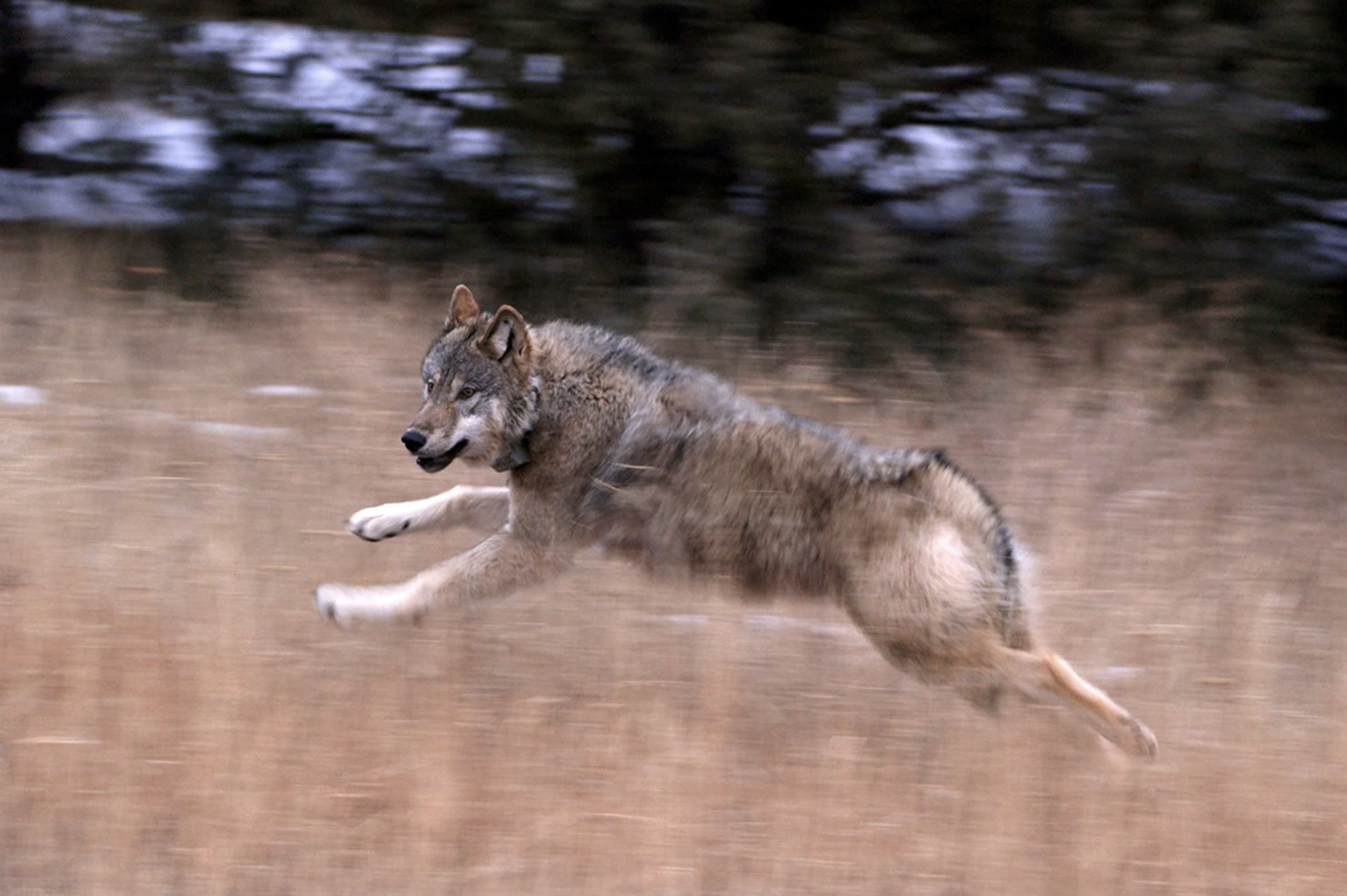 WRITERS ON THE RANGE: Freed wolves move into their old niche