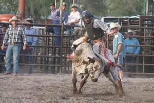 No bull: Bull-riding and Colorado Pro Rodeo postponed due to gathering limitations during COVID-19